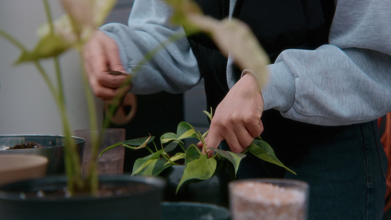 repotamiento de una planta de interior