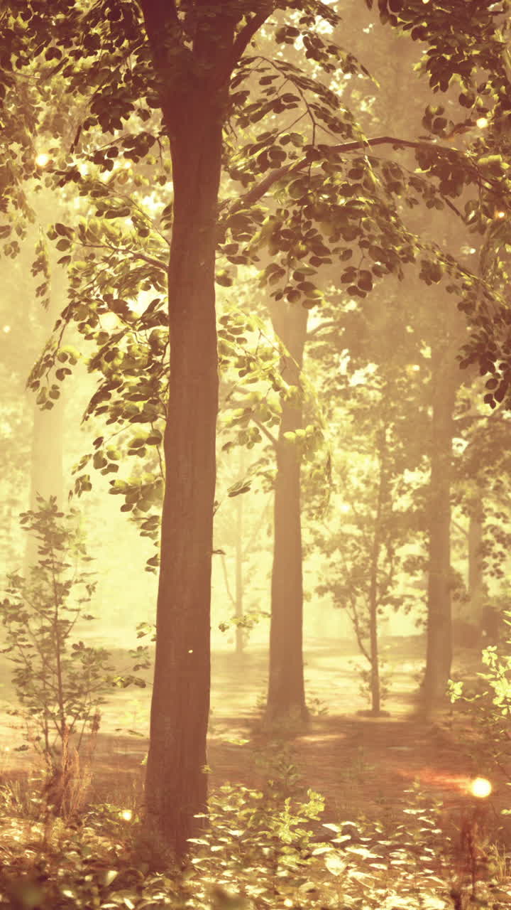 아침 빛에 마법의 숲길