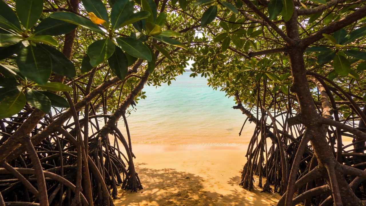 Telecamera panoramica che inquadra un tunnel di mangrovie che conduce a una spiaggia sabbiosa e a un mare turchese poco profondo, increspato.