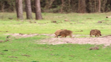 wild boar piglets and a deer in a forest