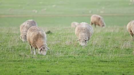 sheep grazing peacefully in a lush green field