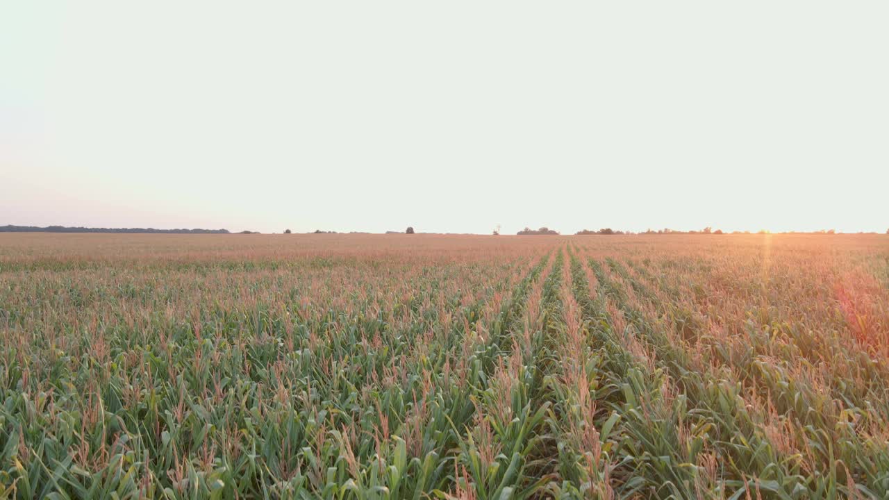 extremo primer plano de un avión no tripulado de un campo de maíz verde al atardecer de verano