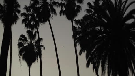 helicopter flies through through and around palm trees in the city at sunset