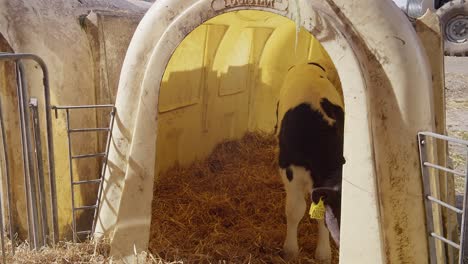 calf in the pen at the farm