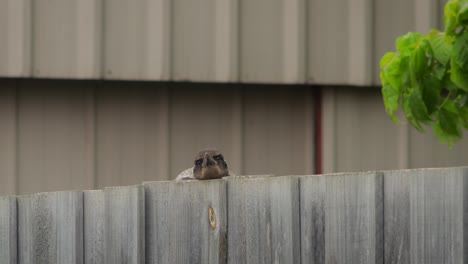 la urraca australiana juvenil pone la cabeza hacia arriba desde detrás de la valla australia gippsland maffra victoria