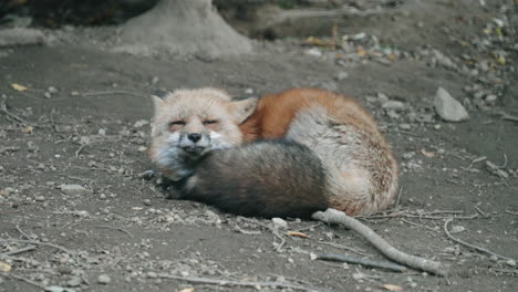 ein gähnender und ruhender fuchs auf dem boden im zao fox village, miyagi, japan – nahaufnahme