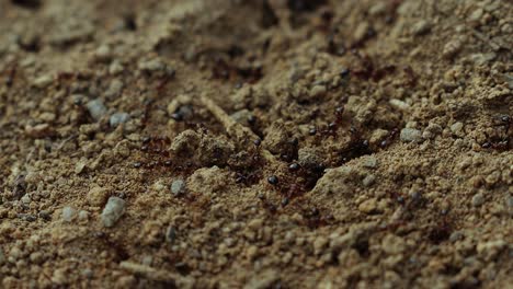 close up of ant workers moving dirt and building an anthill