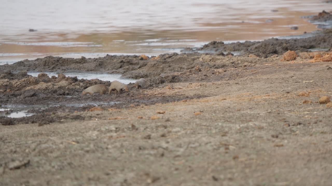 Banded mongooses (Mungos mungo) take turns at a muddy watering hole in Kruger National Park — one drinks, one departs, and two more arrive. Slow motion wildlife footage, dry season