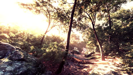 bosque vespertino con sol y luz de volumen