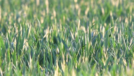 recently sown wheat moved by the wind