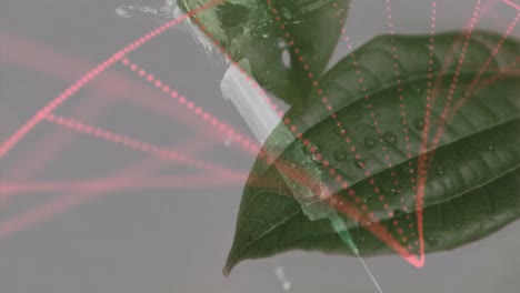 animation of dna structure and syringe over close up of leaves against grey background