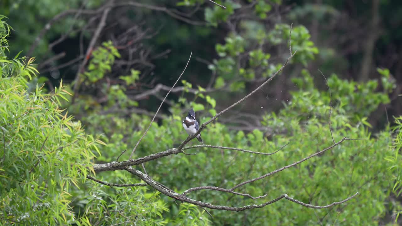A belted kingfisher perched on a branch above a shallow lake