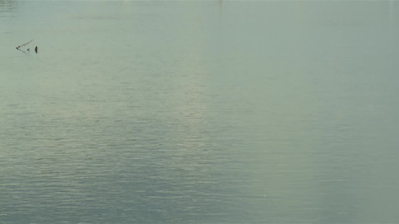 메릴랜드의 블랙워터 국립 야생 동물 보호구역에서 물 속에 서 있는 큰 독수리 그룹