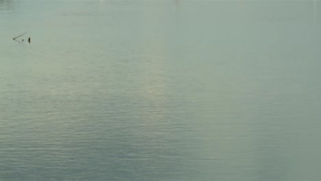 group of great egret standing in the water in blackwater national wildlife refuge, maryland