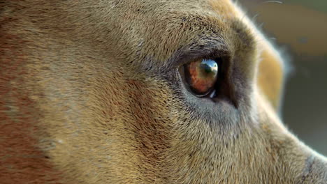 Close-Up-Of-Dogs-Eye-SHOT-AT-100FPS-4K