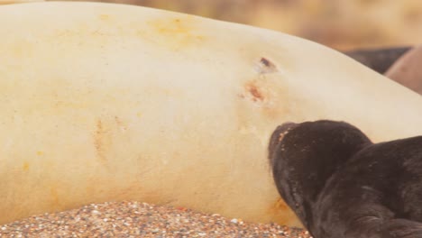 sleepy elephant seal female on the beach with a suckling baby in golden light , slider shot