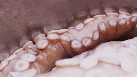 close-up of octopus tentacles
