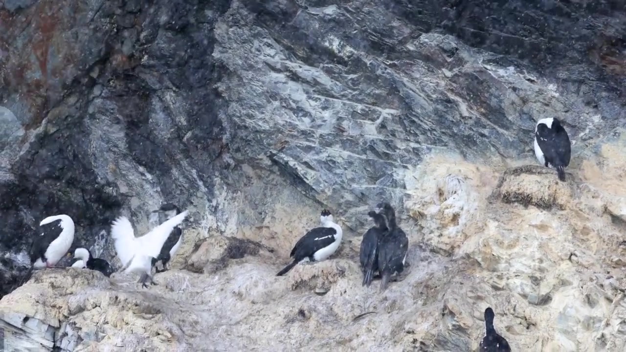 Vidvinkelbilde av antarktiske skarver samlet på isete klipper under intenst snøfall, omgitt av dramatiske fjellteksturer. Stemningsfullt, kaldt dagslys forsterker den avsidesliggende, ville atmosfæren.