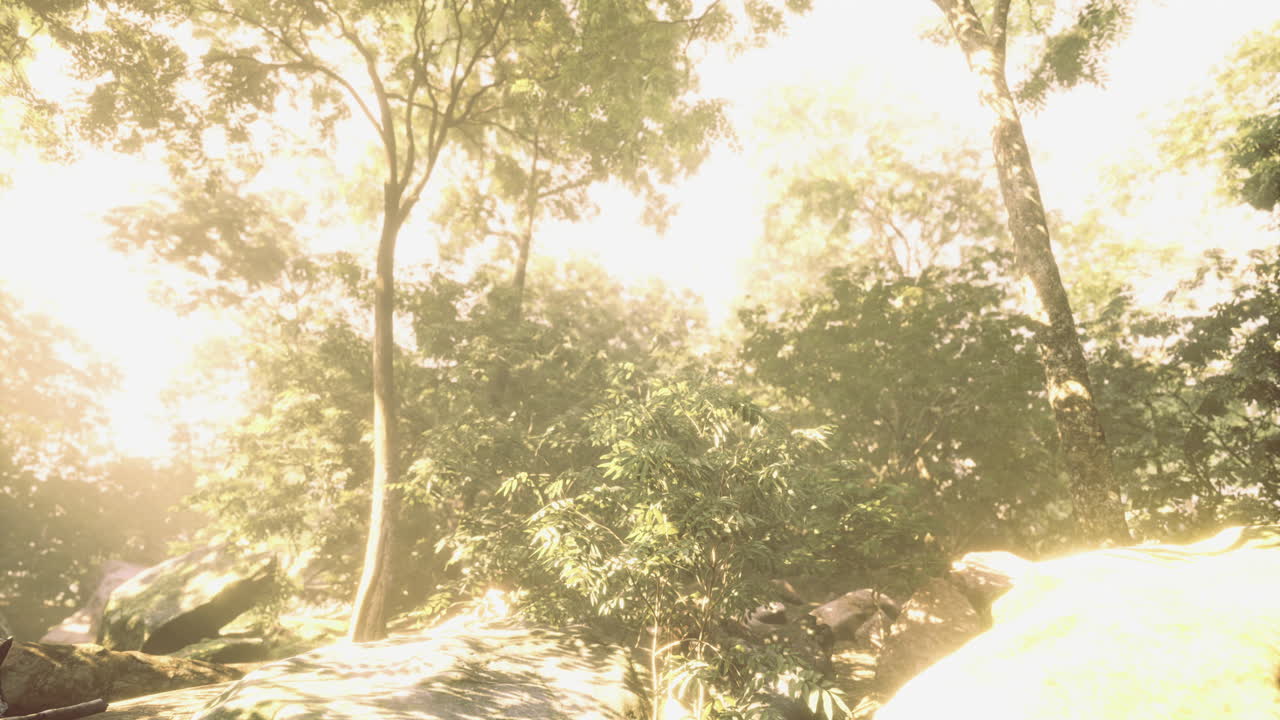 Bright sunlight filters through lush green foliage in a serene forest setting