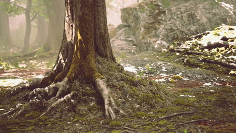 roots of an old tree overgrown with moss