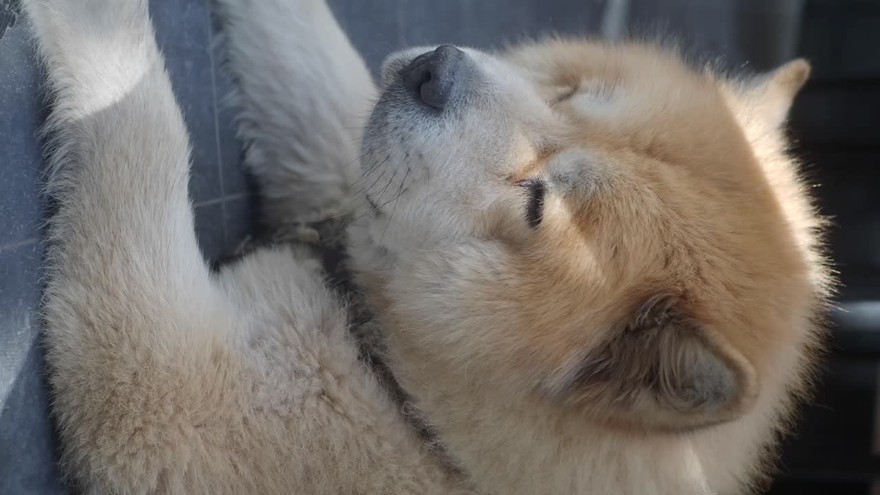 Close-up of a sleeping dog