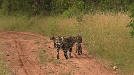 los cachorros de leopardo corren hacia su madre mientras caminan por un camino de tierra