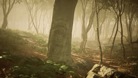 magic dark autumn forest scenery with rays of warm light