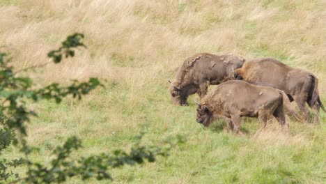 disparo de ángulo alto de bisonte europeo salvaje comiendo hierba en un día soleado