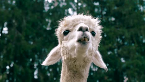 Imágenes-De-4k-Uhd-De-Alpaca---Alpacas-Y-Lama---Llamas-En-Un-Entorno-Natural