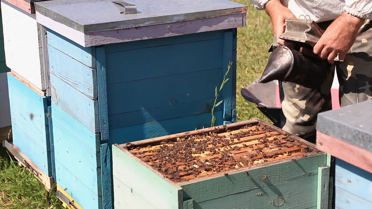 The apiary. Beekeeper with smoker