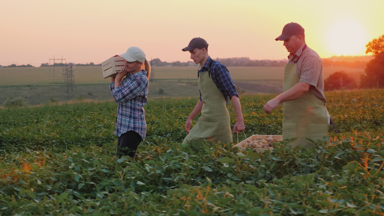 un grupo de trabajadores cosechan en el campo llevan cajas de verduras productos orgánicos de la familia f