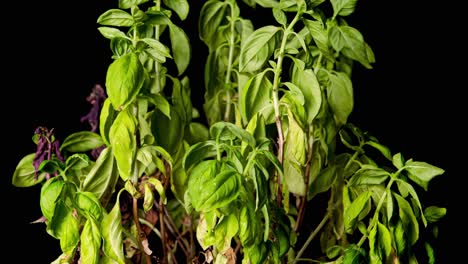 Macro-time-lapse-of-illuminated-Basil-leaves-dried-out-inside-studio