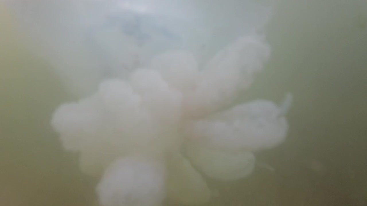 Meduza pod wodą w morzu. Gatunek meduzy Rhizostoma pulmo