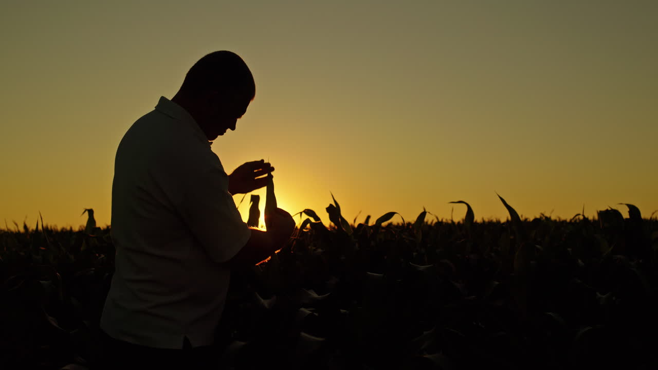 해가 지는 동안 옥수수  에 있는 농부 의 실루