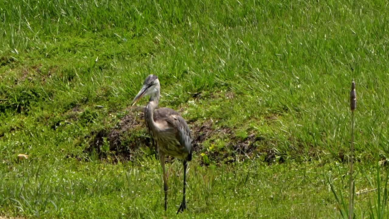 Great blue heron flutters neck to keep cool