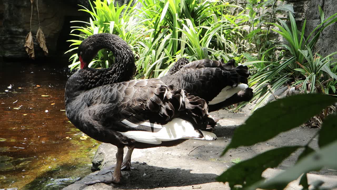 Black Swan Preening by the Pond in Lush Natural Habitat