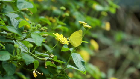 eurema hecabe o mariposa amarilla de hierba común que se alimenta del arbusto de lantana amarillo en el jardín botánico de ecorium, corea del sur