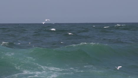 seagull flying low over waves near black sea coast