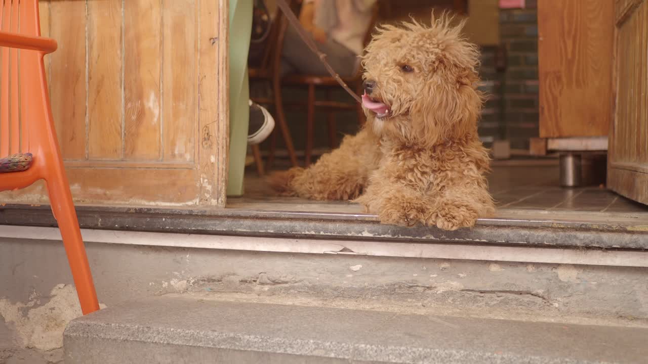 A poodle sitting in a doorway