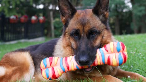 cinematic footage of a german shepherd dog holding its bone toy in its mouth wile laying on a grassy field and looking around