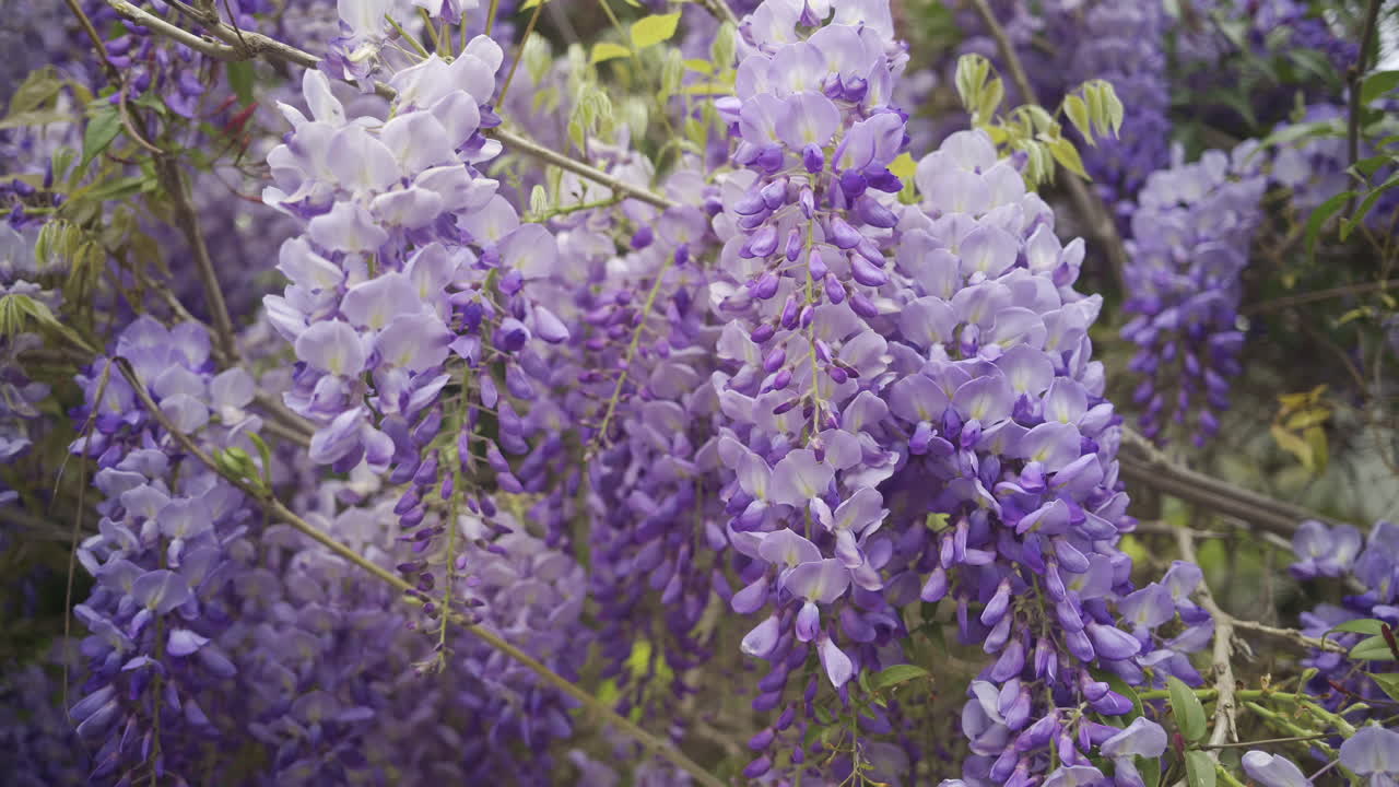 Close up of the purple wisteria flowers on the tree