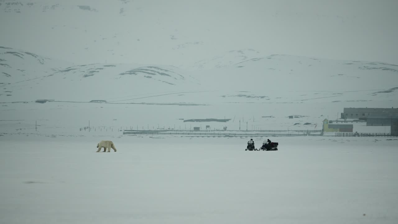 A mother Polar Bear and her Cub move across an icy landscape in Svalbard