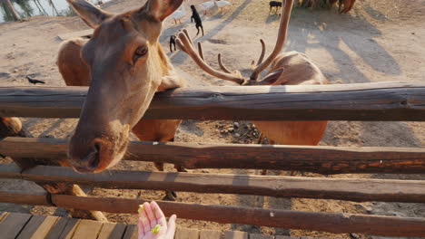 el hombre alimenta a un lindo ciervo detrás puedes ver pequeños ciervos y otros animales