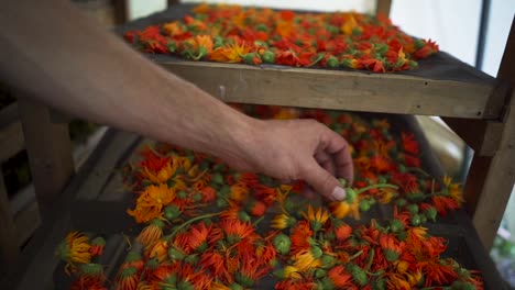 Frische-Calendula-Blüten-Auf-Einem-Wäscheständer