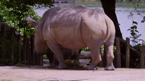 endangered white rhino eatting grass