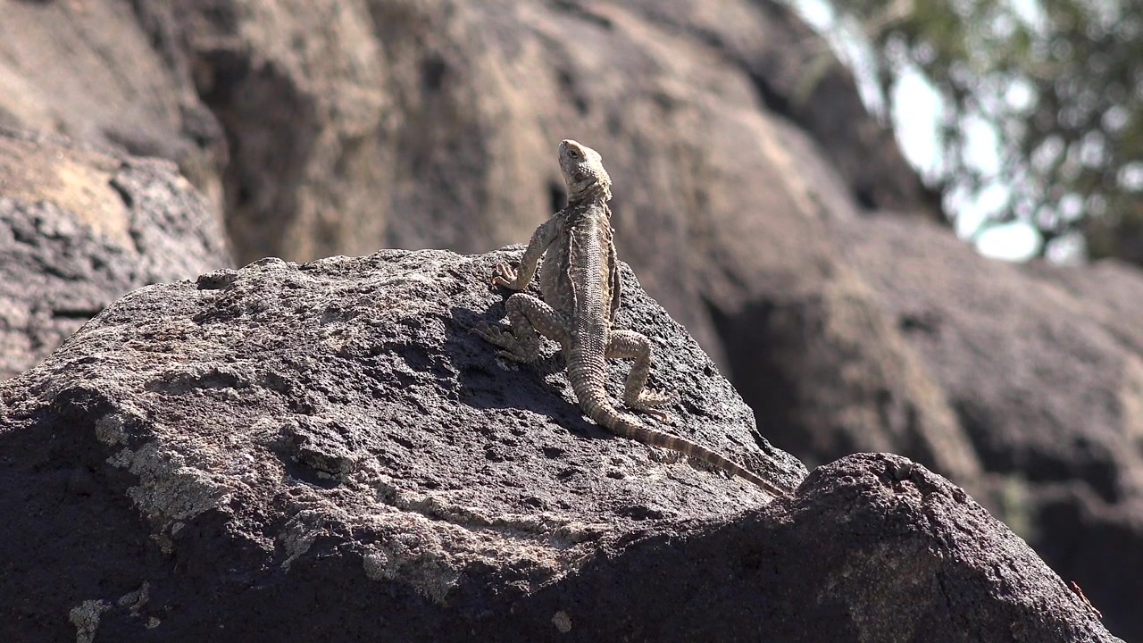A lizard perched on a rock in a natural environment