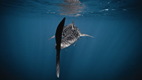 Medium-full-view-of-tail-fin-swaying-with-light-and-dark-sides-as-rays-shimmer-in-water-column