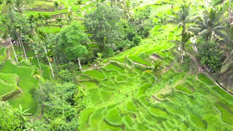 Vista-Aérea-De-Las-Terrazas-De-Los-Campos-De-Arroz-En-Las-Laderas-De-Las-Colinas-En-Bali,-Indonesia.