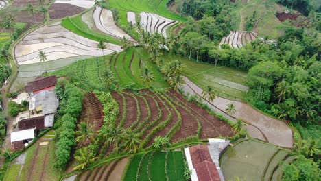 scenic aerial view on lush green rice fields in windusari, indonesia