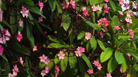 primer plano estático del árbol frangipani con flores en un día soleado